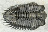 Two Coltraneia Trilobites With Hollardops - Ofaten, Morocco #311147-2